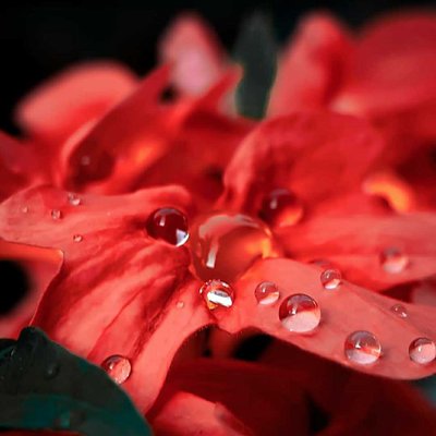 Macro shot of water droplets ❤