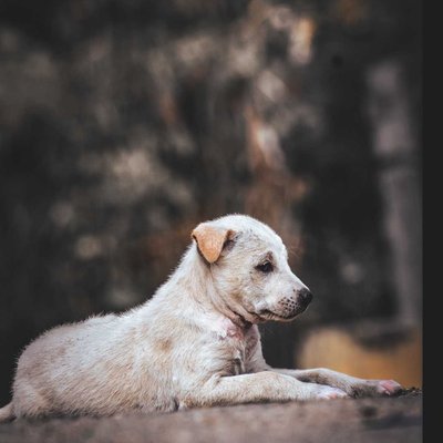 pet puppy