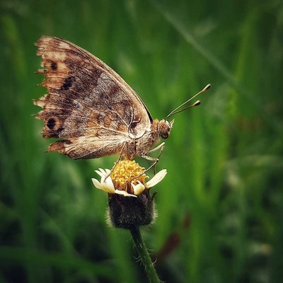 Junonia orithya