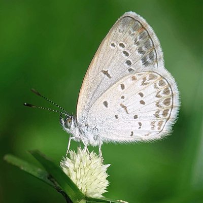 Pseudozizeeria maha ,