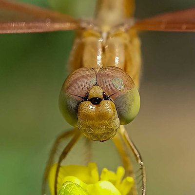 dragonfly
