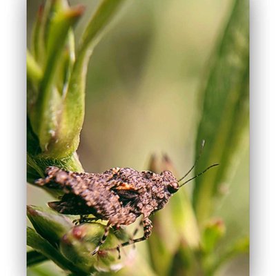 TETRIX TENUICORNIS