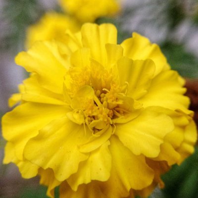 Marigold