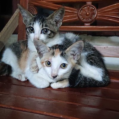 Kucing Kampung