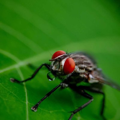 Macro