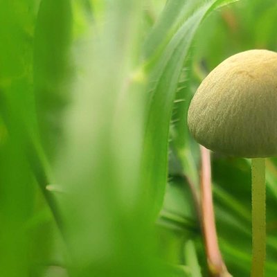 Panaeolus foenisecii,
