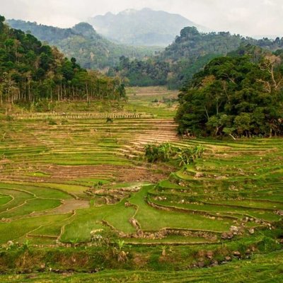 Ricefield