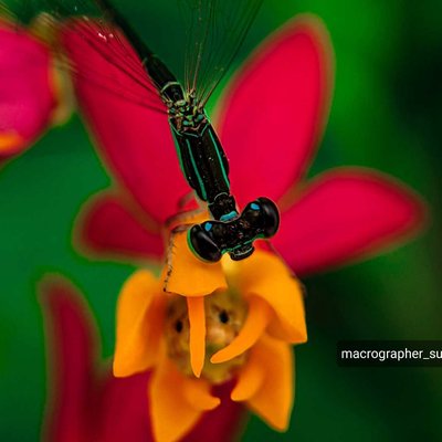 👉 Collecting honey from a Damselflie flower🦗🌻 👈