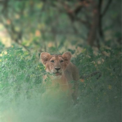 lion cub