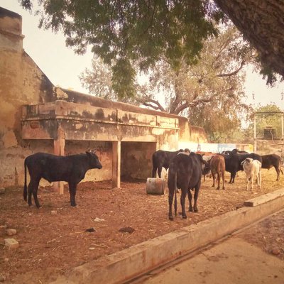 Street Cows🐄
