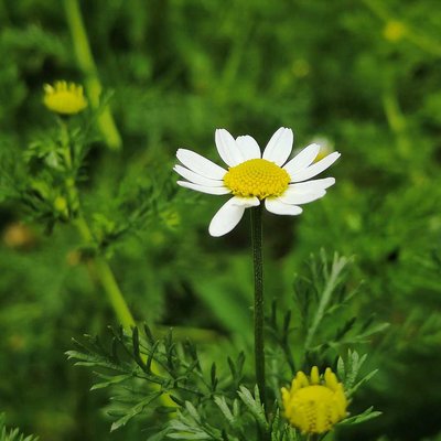 Flower 💮