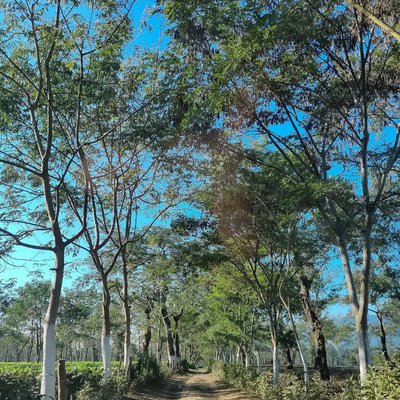 Kalain Tea Garden, Assam