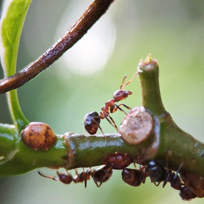 Red ant .....