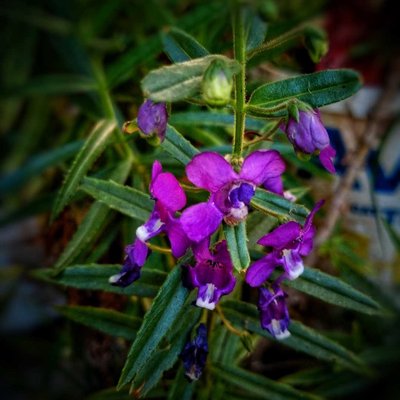 lavender