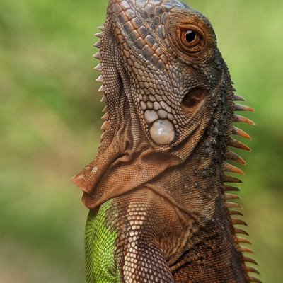 Iguana