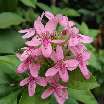 Ruspolia flower 