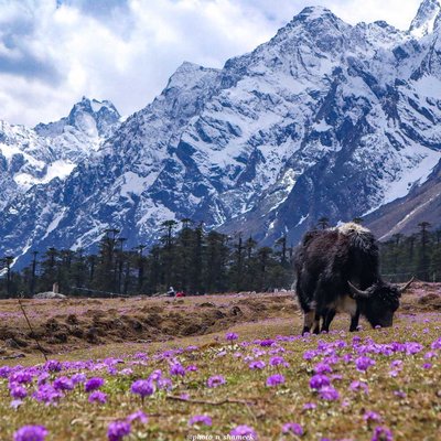 Yamthung Valley, filled with primula