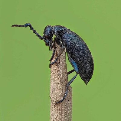 CYAENOLYTTA