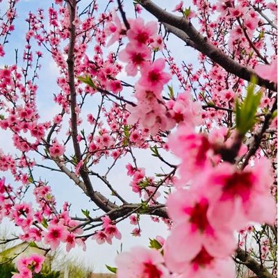 Spring is coming! 🌸 Home.