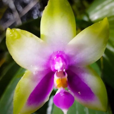 Phalaenopsis Bellina