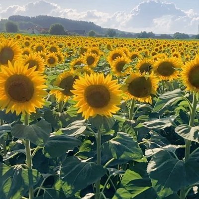 #PindleGem #Nature.🌻”In a world where you can be anything.. be yourself!” 🤍