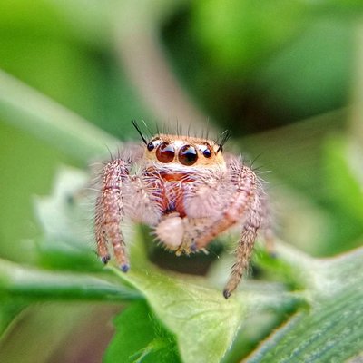 phidippus pius