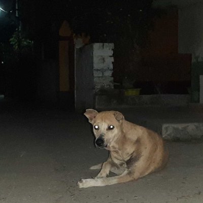 🐕