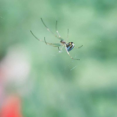 ORCHARD SPIDER
