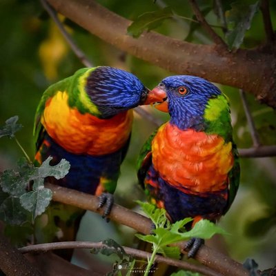 Cute Rainbow Couple 🐦🌈❤️