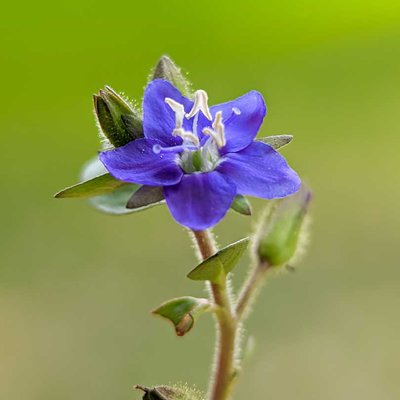 Hydrolea spinosa L.