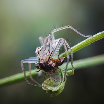 Lynx Spider