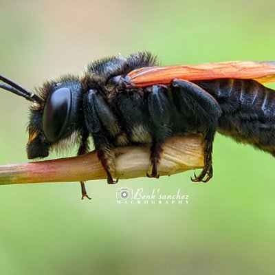 lebah hitam