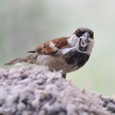 House Sparrow