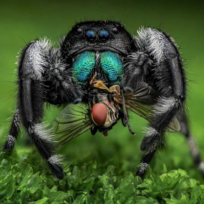 Phidippus Regius Male