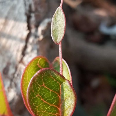 pucuk daun kamoja