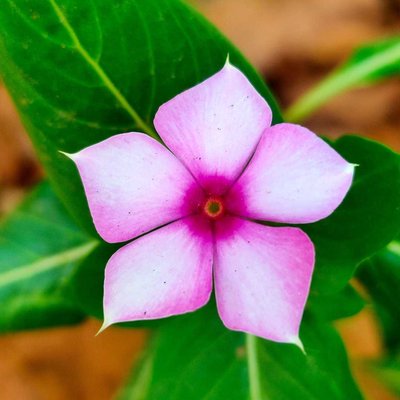 Good Morning 🌸 Pindlers