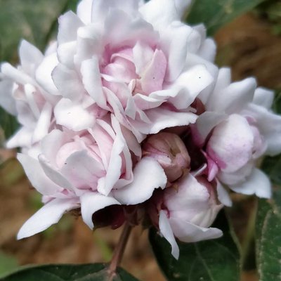 Clerodendrum