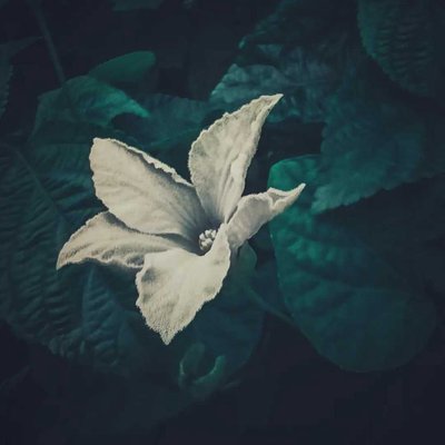 FLOWER PHOTOGRAPHY 