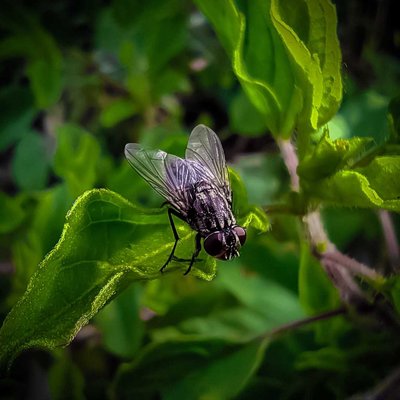 Housefly