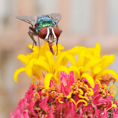 Chrysomya megacephala