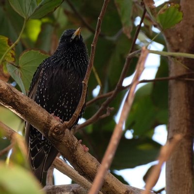 Sığırcık/ European starling
