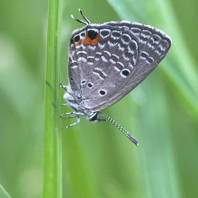 Luthrodes Pandawa