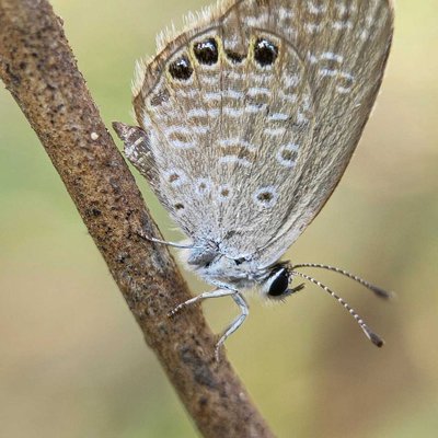Grass jewel portrait