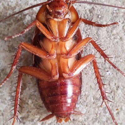 cockroach 🪳