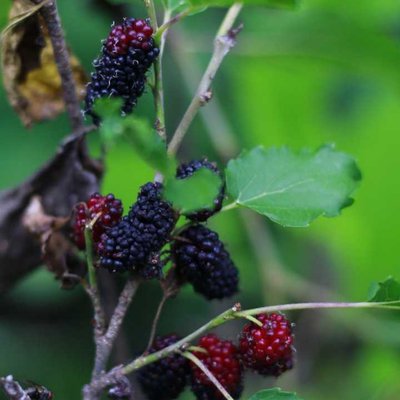 Buah Murbei 