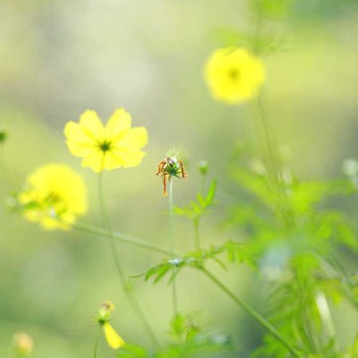 flower photography ❤️