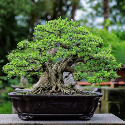 🌳