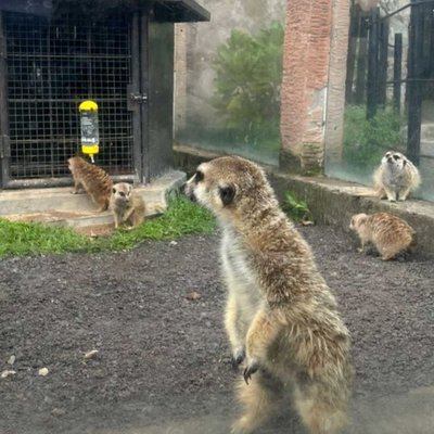 Meerkat
