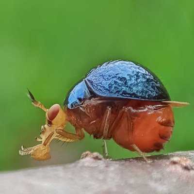Celyphidae