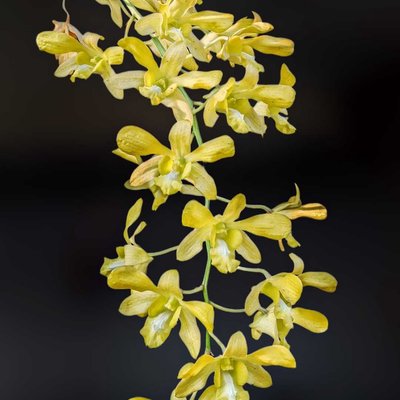 Anggrek Kuning